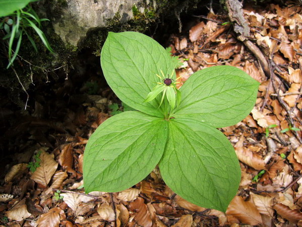 Paris quadrifolia / Uva di Volpe